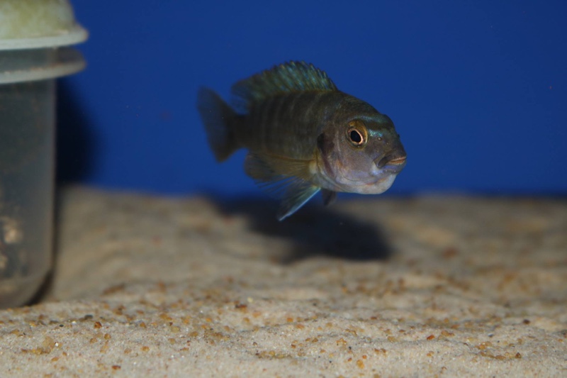 Chindongo minutus 'Lion's Cove'
